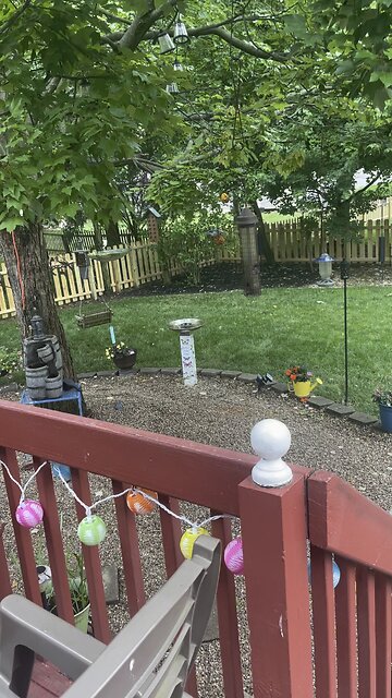 Blue Bird loving the suet