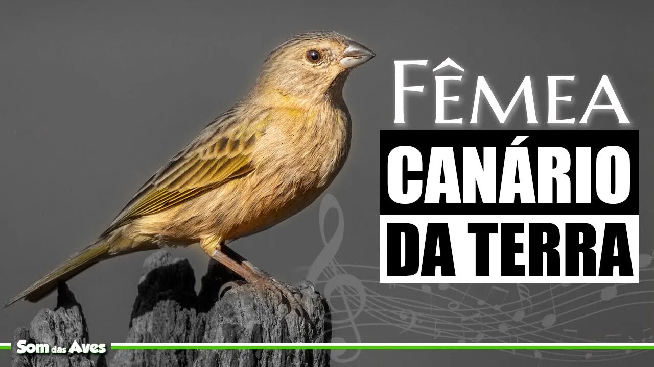 🐦Canto da Fêmea do CANÁRIO DA TERRA Para Esquentar o Macho💚