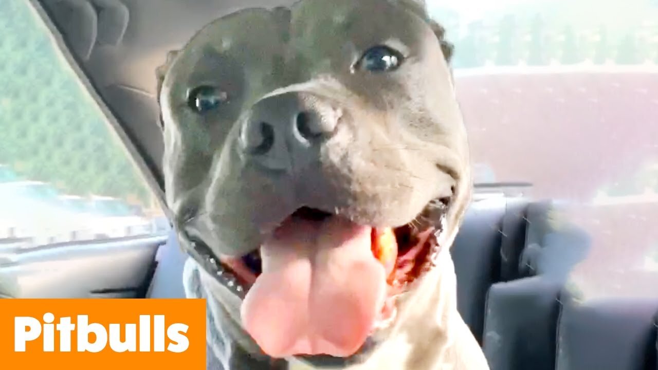 Silliest Pitbull Bloopers | Funny Pet Videos