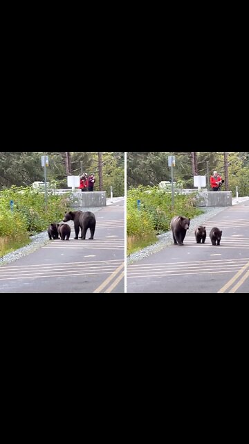 Bear cub gets swept down river, mama runs along to get him