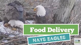 Hays Eagles Dad brings Mom another gift Squirrel 12121 1708