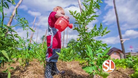 Project Roots is a community-based garden that grows food to help with food insecurities