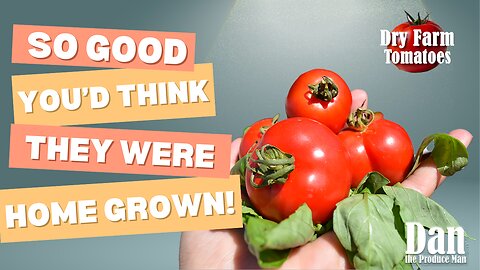 Dry-Farmed Early Girl Tomatoes: Nature’s Sweetest Bite
