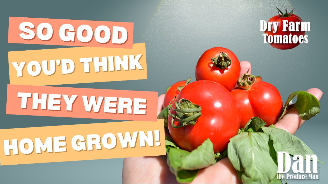 Dry-Farmed Early Girl Tomatoes: Nature’s Sweetest Bite