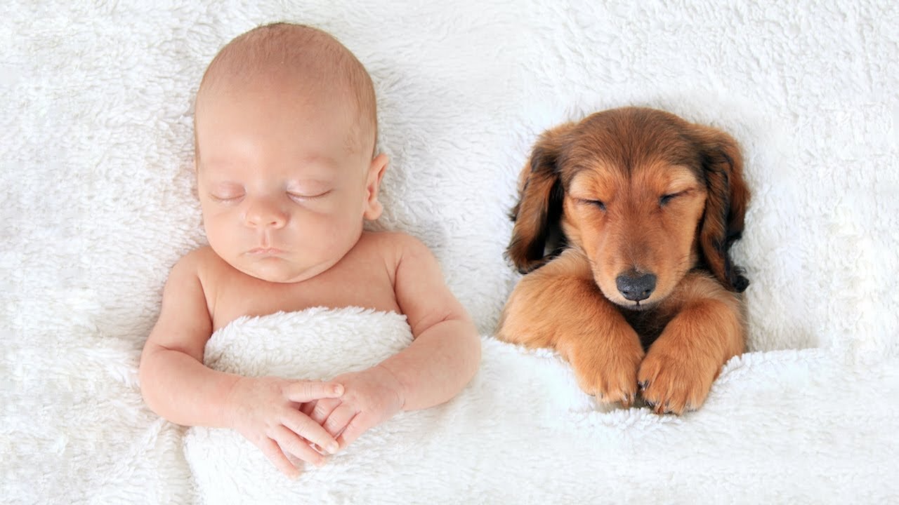 Cute Pets 🐕 and Babies 👶 Together | Heartwarming Moments ✨ That Will Melt Your Heart