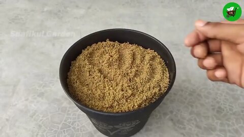 How to grow guava trees from guava leaves