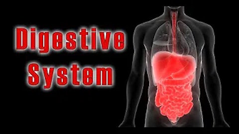 How The Digestive System Works