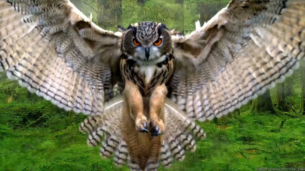 Dangerous owl Video #owl #owls