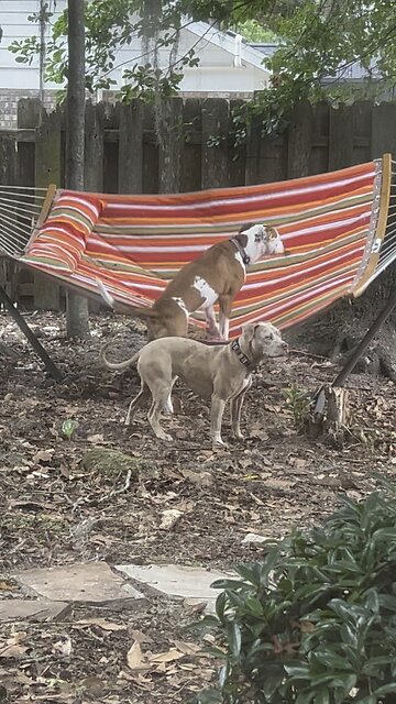 Clever dog has lofty leisure goals