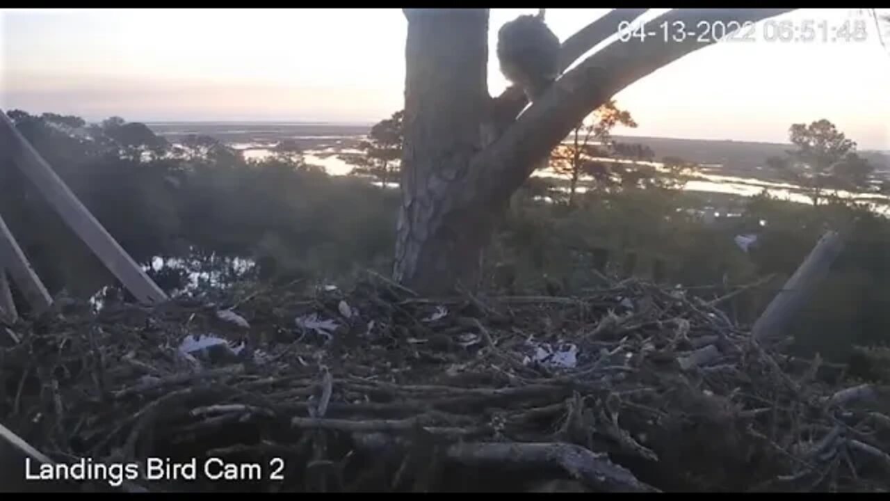 The Owlet Hops To a Different Branch 🦉 4/13/22 06:51