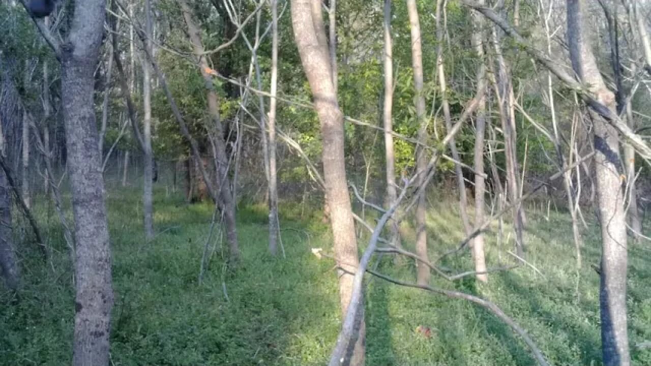 Fat Squirrel climbing every tree & one loud ass Woodpecker!