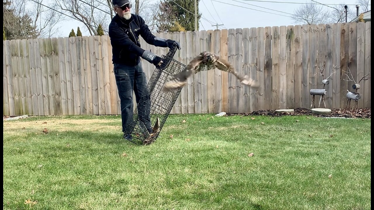 Red Tail Hawk release from a Beaver trap