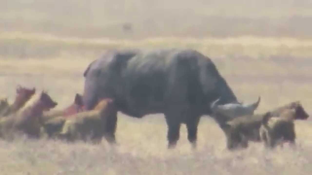 Hyenas Eating Buffalo at Ngorongoro Crater Africa!