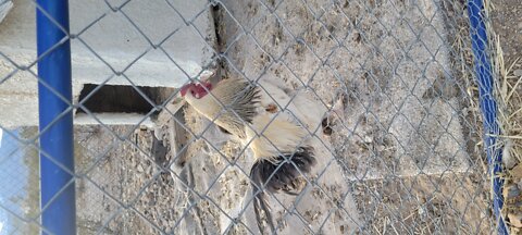 Mouthy Rooster crowing with an attitude in Las Vegas!