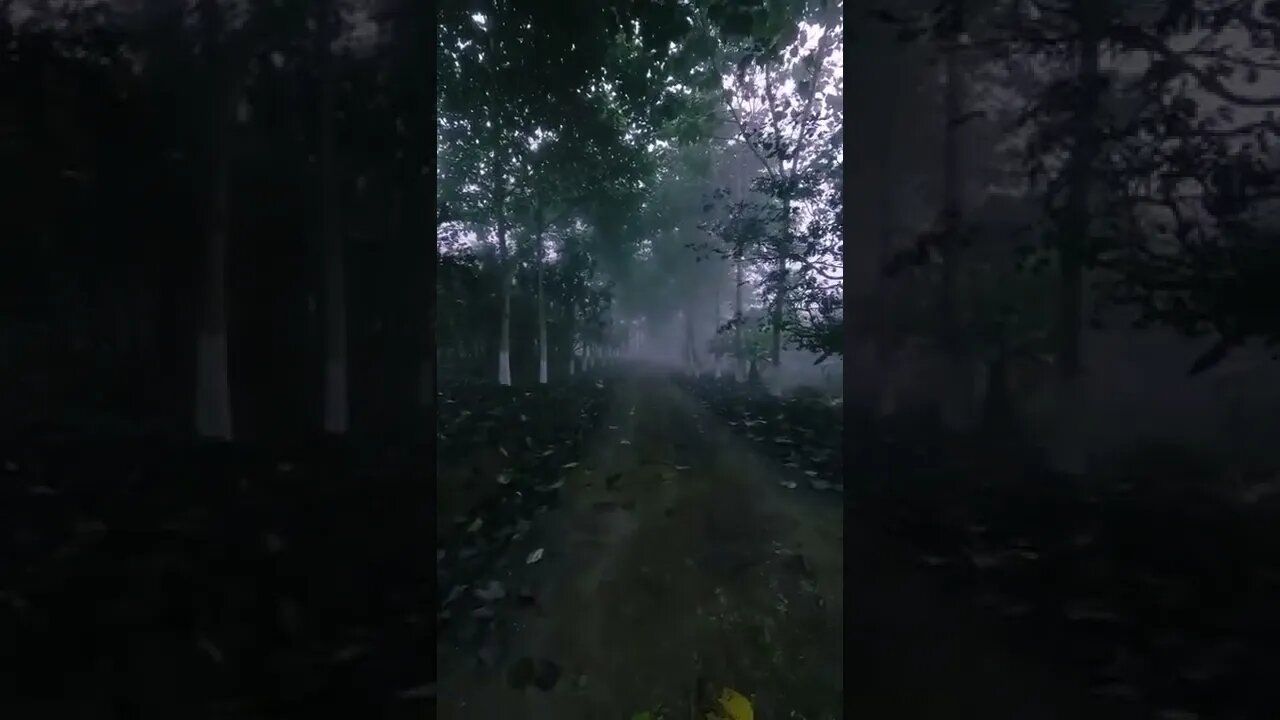 forest#trail#aesthetic#shorts