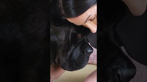 Cane Corso Gets Boner Over Girl #shorts #pets #canecorso #funnydogs