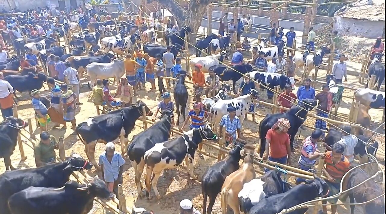 Traditional village cow market