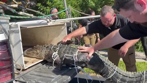 Gator wrangled near Lexington Middle School