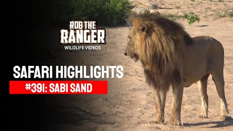 Safari Highlights #391: 01 - 03 March 2016 | Sabi Sand Wildtuin | Latest Wildlife Sightings