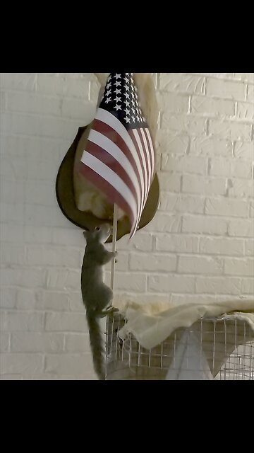 Happy Memorial Day from Sami De Squirrel