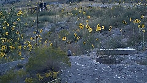 Enjoy this Video of a Fat Squirrel Eating a Sunflower