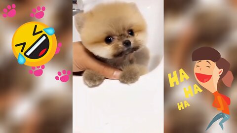 🤣 Best Funny Dogs 🐾 of The Month - Try Not to Laugh Challenge