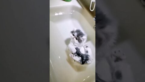 Kitten floating in water...🐈🐾😏😅 #shorts #shortsfeed #clips #shortvideo