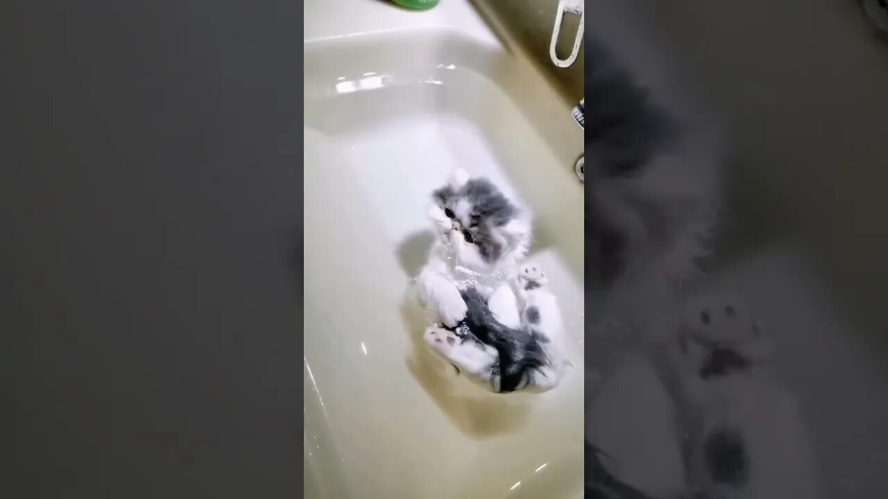 Kitten floating in water...🐈🐾😏😅 #shorts #shortsfeed #clips #shortvideo