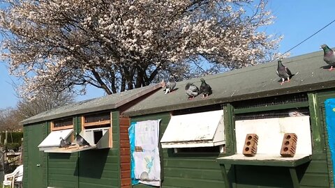 Birds Out Enjoying a Bath