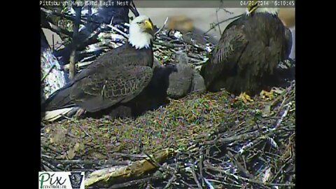 Threats from red tail hawks at Pittsburgh Hays bald eagle nest 4 20 2014