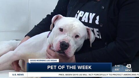 Pet of the week: Petey