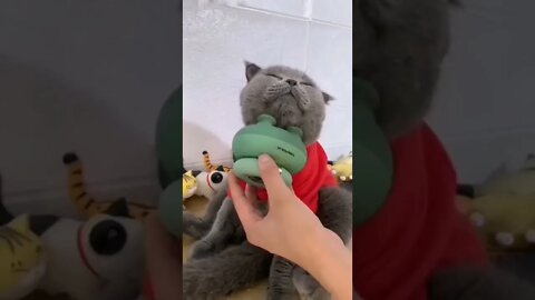 His living his best life...🐈🐾💆📺💤😅