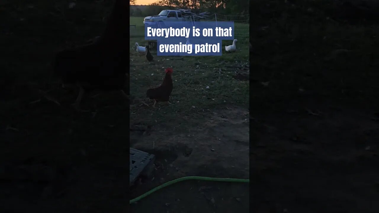 🎶closing time🎶 #homestead #video #farm #farmlife #duck #chickens #shorts #homesteadlife