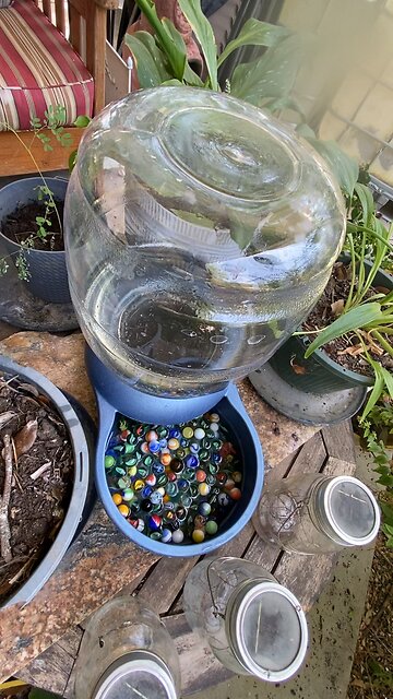 Rain water on my marbles! I didn’t loose them.