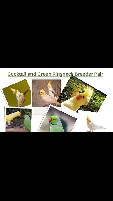 Cocktail and Green Ringneck Breeder Pair