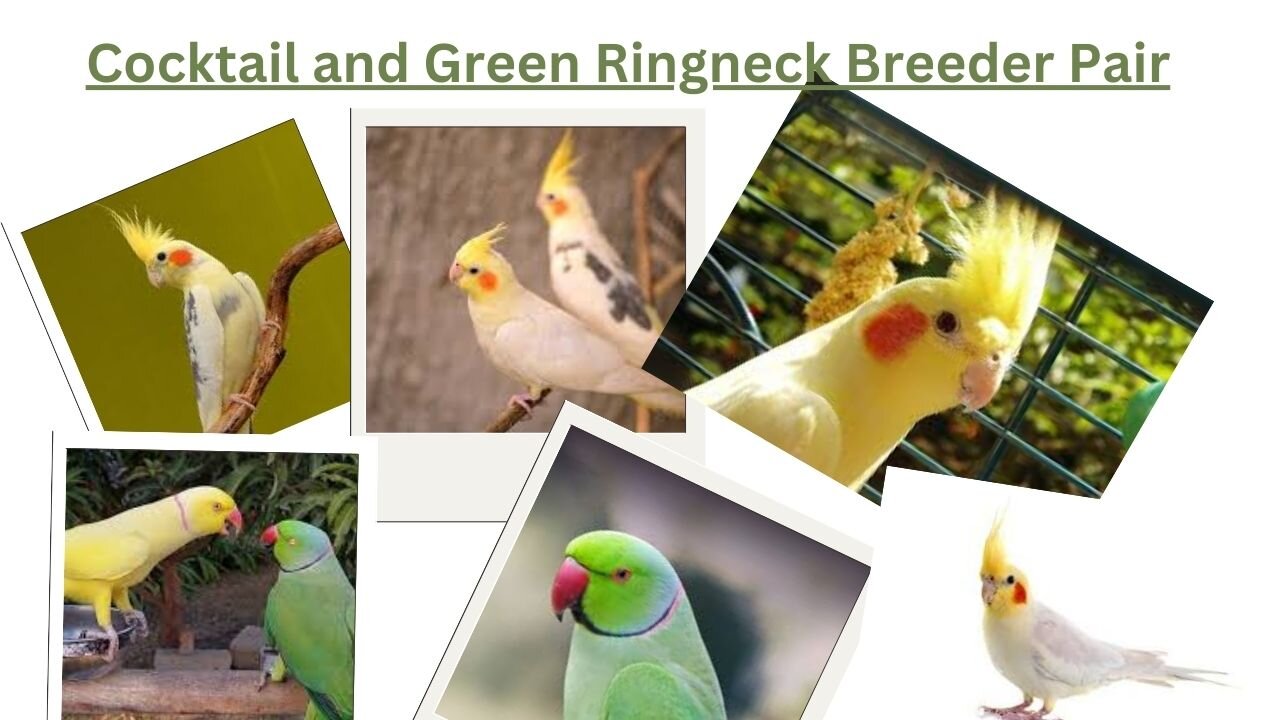 Cocktail and Green Ringneck Breeder Pair