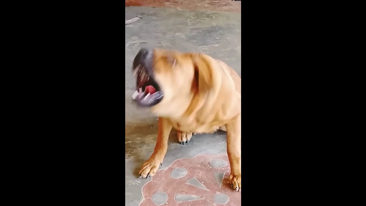 Doge fight video