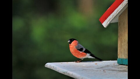 Bullfinch Eating Time