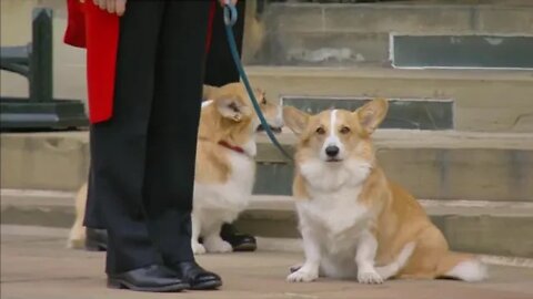 The Queen's beloved horse and corgis watch her final journey