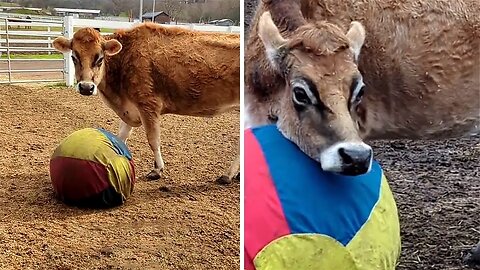 Playful cow frantically searches for her favorite ball