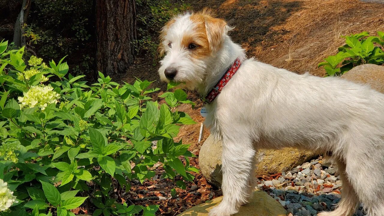 Ares Jack Russell found dirt slope to play sliding 🤭😭