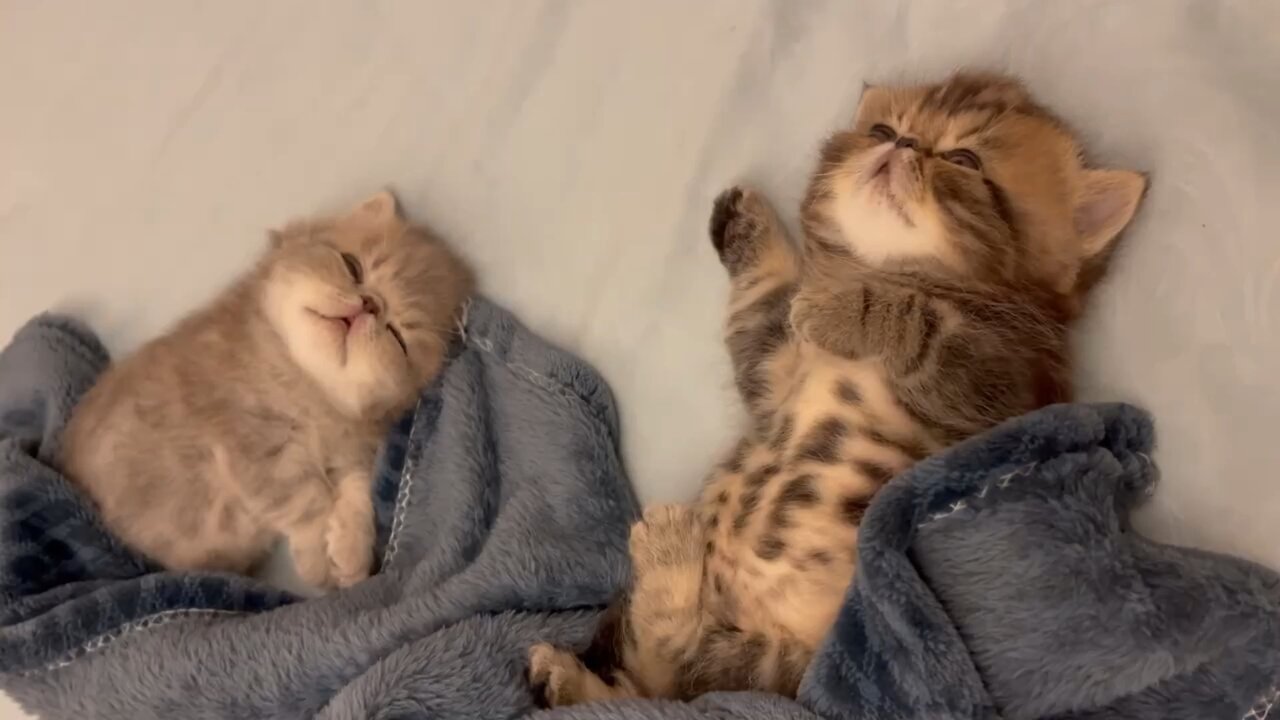 A cute cat