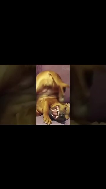 Os Maiores Animais do Mundo #shorts