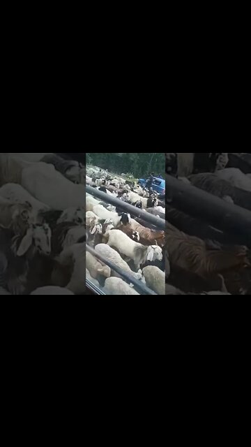 Uncut Kashmir | Kashmiri Goats | pet animals video #shorts,#youtube