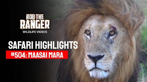 Safari Highlights #504: 04th October 2018 | Maasai Mara/Zebra Plains | Latest Wildlife Sightings