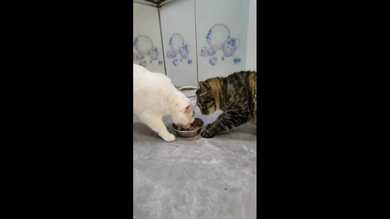 Cat doesn't want to share food