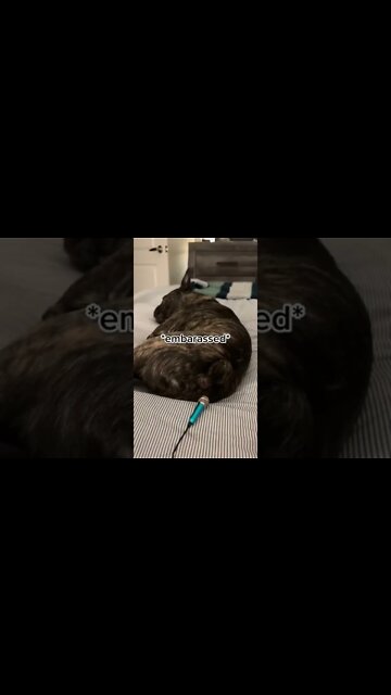 This dog was a gas monster all night