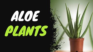 Aloe Plant