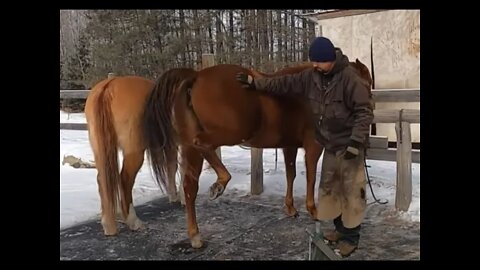 Working With A Sassy Horse - This Farrier Does A Pretty Good Job IMO