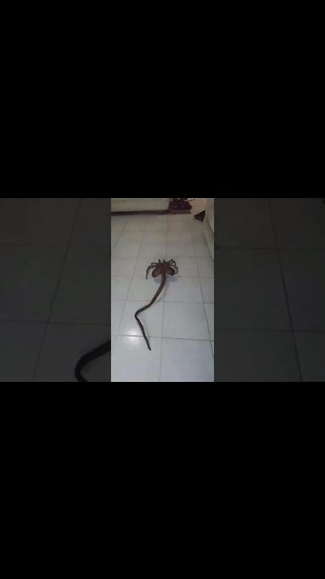 What Are These??? 😬 #Shorts